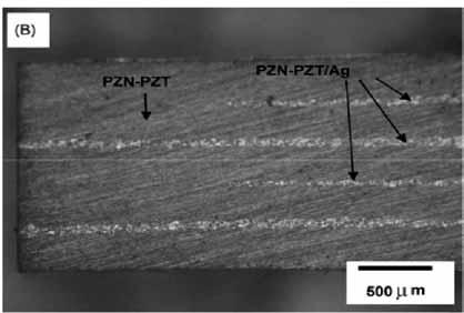 sinterable PZN-PZT, while the conducting part was composed of a mixture of PZN-PZT and Ag. The outer electrodes were prepared by applying a thin silver paste on the face of the PZN-PZT layers.