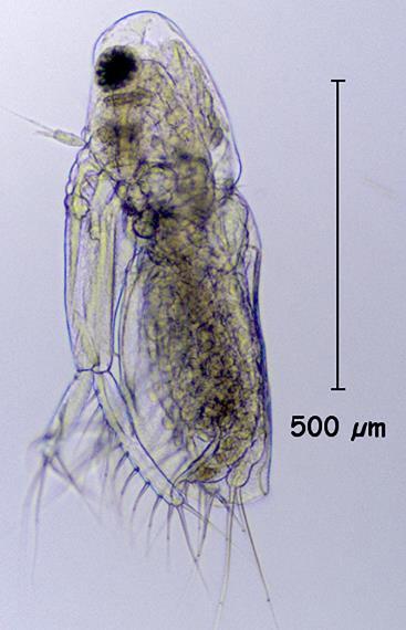 Şekil 4.50: Diaphanasoma birgei (Fisgher, 1850) Daphniidae Daphnia cucullata (Sars, 1862) Deskripsiyon: Daphnia genusunun en küçük türüdür. Dişilerde boy yaklaşık olarak 1,1-1,4 mm. kadardır.