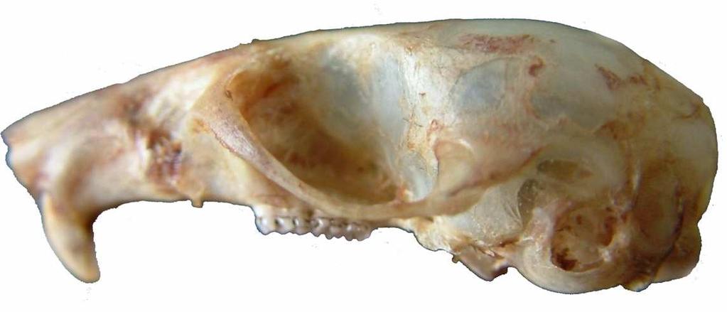 Şekil 4.15 Apodemus mystacinus kafatasının lateralden görünüşü Şekil 4.