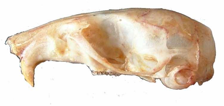 Şekil 4.20 Apodemus iconicus kafatasının lateralden görünüşü Şekil 4.21 Apodemus iconicus alt çene görünüşü 4.4.5 Diş özellikleri Üst ve alt kesici dişlerin ön kısmı sarımsı, arka kısmı ise beyazdır.