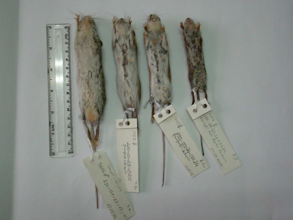 mystacinus, Apodemus iconicus, Apodemus flavicollis ve Apodemus uralensis 23