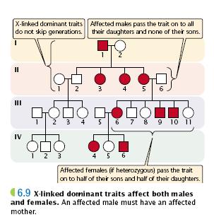 Microsatellite Polymorphism SNP (Single Nucleotide Polymorphism)_