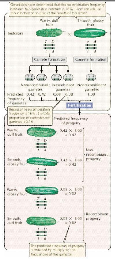 Rekombinasyon Sıklığı Rekombinant sıklığı= (rekombinant döl sayısı/toplam döl sayısı)x%100 Genetik Harita Genetik harita genlerin bir kromozom üzerindeki sırasını ve rekombinasyon sıklığına göre