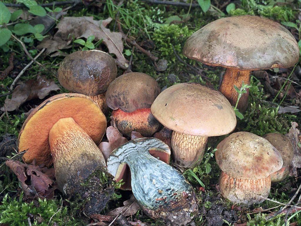 24 Pholiota squarrosa (Weigel) P. Kumm.