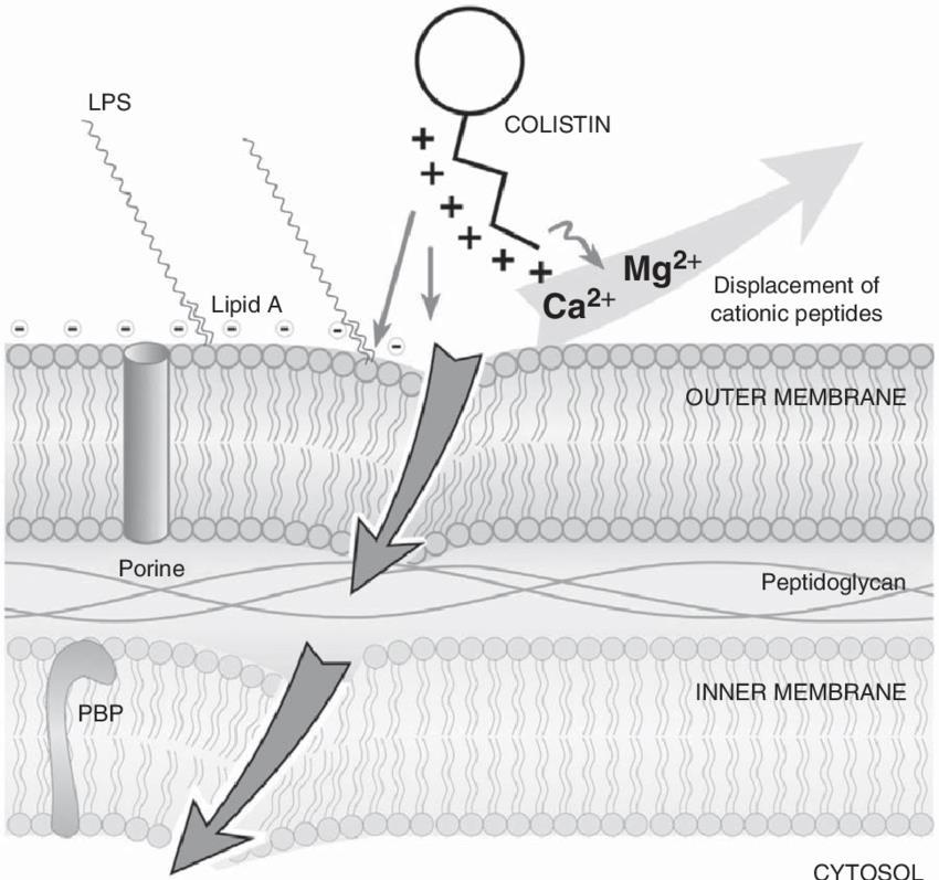 Katyonik peptid olan kolistin, bakteri dış membranındaki anyonik LPS ile elektrostatik olarak etkileşir LPS nin