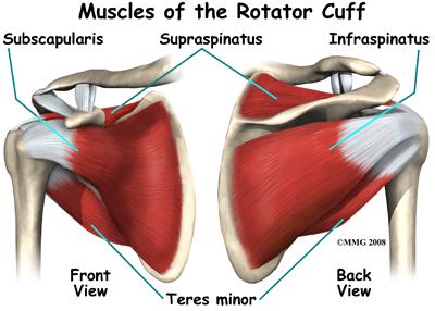 parçası Supraspinatus İnfraspinatus Teres minör OMUZ EKLEMİ HAREKETLERİNİN KASSAL ANALİZİ ÖNKOL: Kemikleri ABDUKSİYON Deltoid (her üç parça)