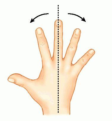 arasındaki eklemler Oval tip eklem İnterfalangeal eklemler El parmak kemikleri