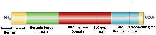 STAT1, STAT2, STAT3, STAT4, STAT5a, STAT5b ve STAT 6 olmak üzere 7 üye klonlanmıģtır (47). ġekil 5 te STAT5 in 17. Kromozom üzerindeki konumu gösterilmiģtir. ġekil 5. STAT5 (STAT5a*)'in 17.