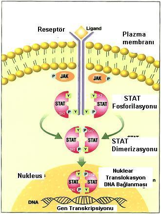 ġekil 8. JAK/STAT sinyal yolağı (69) STAT ların Nükleositoplazmik Transportu UyarılmamıĢ hücrelerde STAT lar sitoplazmada lokalize olmuģtur.