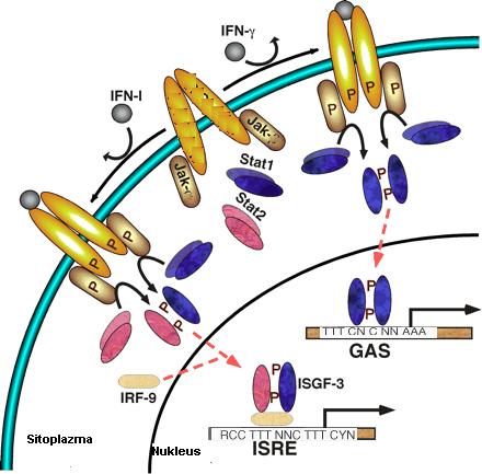 ġekil 10. IFN sinyallerinin (Tip I ve Tip II) ISRE ve GAS ile iletimi (69,77) NONRESEPTÖR TĠROZĠN KĠNAZ DÜZENLENMESĠ NRTK ların aktivasyonu enzimatik aktivitede artıģa yol açar.