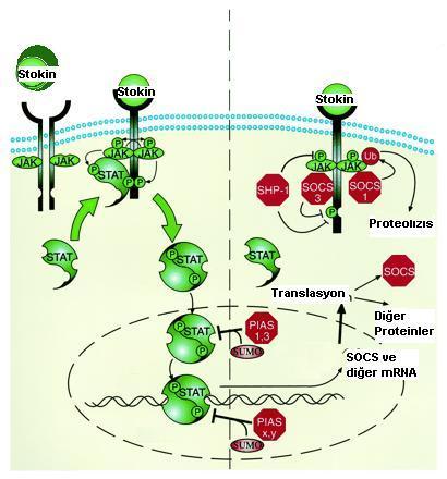 Negatif Geribildirim Döngüsü SOCS proteinleri inhibisyonu üç aģamada gerçekleģtirirler. 1.