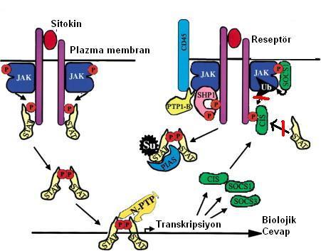 Pozitif Geribildirim Döngüsü Serin fosforilasyonu: Serin fosforilasyonu ile STAT lar yapısal değiģime uğramaktadır.