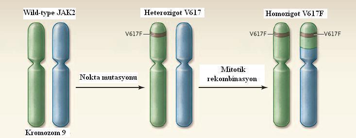 ġekil 14. V617F mutasyonunda homozigotluk geliģimi (10) MĠYELOPROLĠFERATĠF HASTALIKLAR Miyeloproliferatif hastalık (MPH) terimi 1951 yılında Damashek tarafından tanımlanmıģtır.