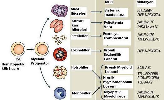 Miyeloproliferatif Hastalıklarda Kalıtımsal ve Sonradan Kazanılan Alleller JAK2 V617F mutasyonu ile ilgili eldeki mevcut bilgiler PV, ET, ĠMF patogenezinin aydınlanması için katkıda bulunmaktadır.