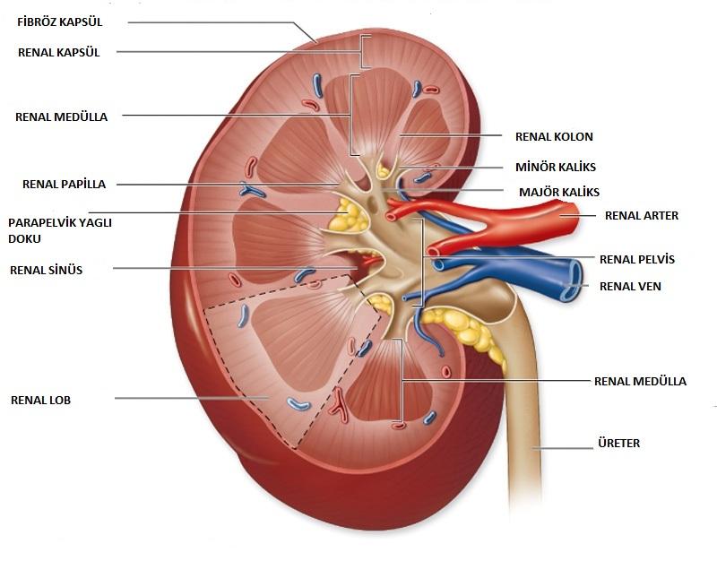 Böbreğin Damar ve Lenfatikleri Arterler: Renal arter, abdominal aortadan 2. lomber vertebra düzeyinde ayrılır. Renal arterlerin her biri genelde 5 adet segmental artere ayrılır.