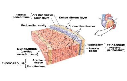 Kalp Duvarı Pericardium 9 10 Kalp kası: Kalp kası iskelet kası gibi ışık mikroskobunda çizgili karakter gösterir.