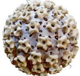 HPV (Human papilloma virüs) HPV enfeksiyonlarının çoğu geçicidir Kalıcı