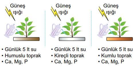 Örnek 4 Soru: Bu deneyde araştırılan nedir? Cevap: Toprak çeşidinin fidenin gelişimi üzerine etkisi Soru: Bağımsız değişken hangisidir?