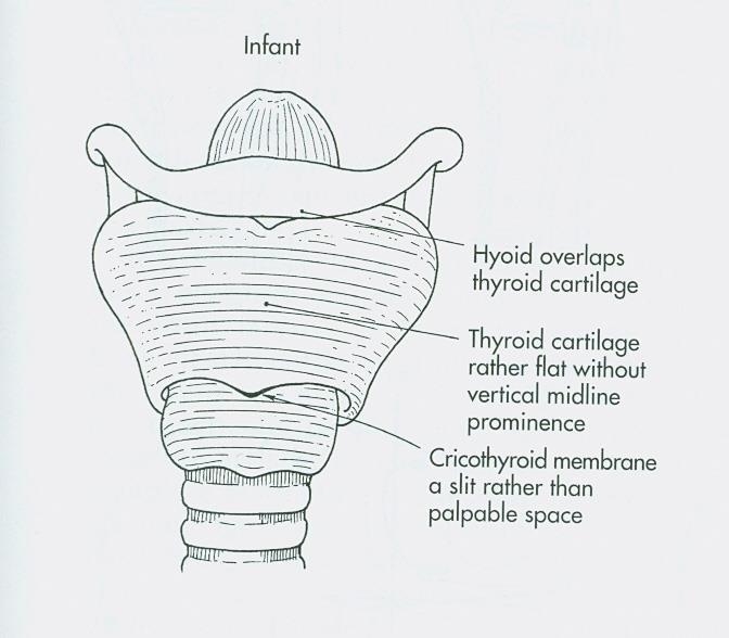 İnfant ve küçük çocukların larinksi Tiroid kıkırdak krikoid kıkırdağın üstüne uzanır.