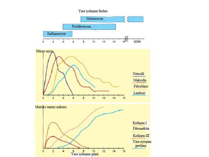 YARA İYİLEŞMESİ Yara, normal anatomik yapı ve işlevde ortaya çıkan bir bozukluk olarak tanımlanır. Yara iyileşmesi ise bu bozukluğun yenilenmesidir (18).