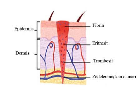 pıhtılaşma kaskatını etkinleştirirler. Kan, normal anatomik durumda yabancı olan subendotelyal tabakaya temas ettiğinde, trombositler bölgedeki kollajene yapışarak tıkaç oluştururlar.