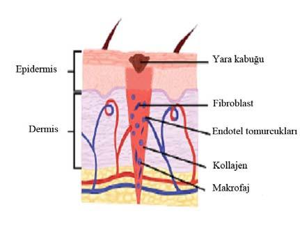 Şekil 7. Fibroplazi fazının şematik görünümü (19) Olgunlaşma Fazı (Matürasyon Fazı) Olgunlaşma fazına kadar, yara iyileşmesi oldukça iyi ve hızlı düzenlenen bir işlemdir.