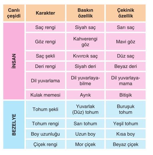 Baskın ( Dominant ) gen ; Her durumda özelliğini gösteren gendir.a,b,s gibi büyük harflerle gösterilir.