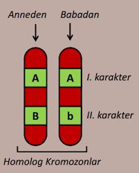 Baskın özellikler büyük harfle gösterilir Çekinik özellikler küçük harfle gösterilir Siyah saç ; A ( Baskın ) Sarı saç ; a ( Çekinik ) Anneden