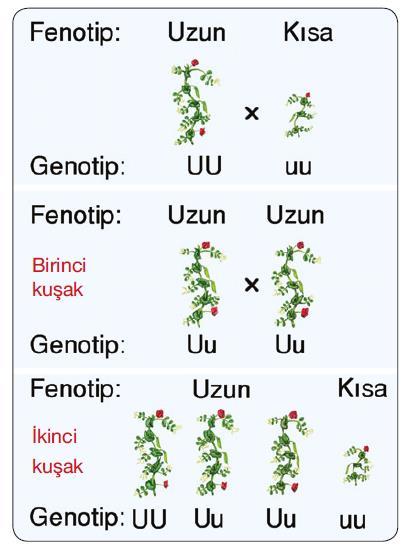 Uzun boylu ve kıa boylu iki af bezelze çaprazlanıra Düzgün tohumlu ve buruşuk tohumlu af iki bezelye tohumu çaprazlanıra Birinci kuşakta tamamı uzun boylu bezelye oluşur. 1.