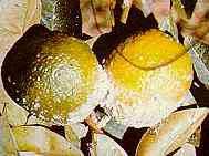 Böylece turunçgil unlubiti ile bulaşık bahçelerde harnup Ectomyelois ceratoniae Zell.