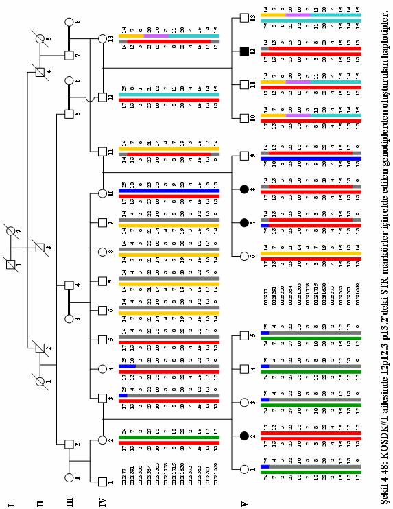 Şekil -: KOSDK# ailesinde p.-p.
