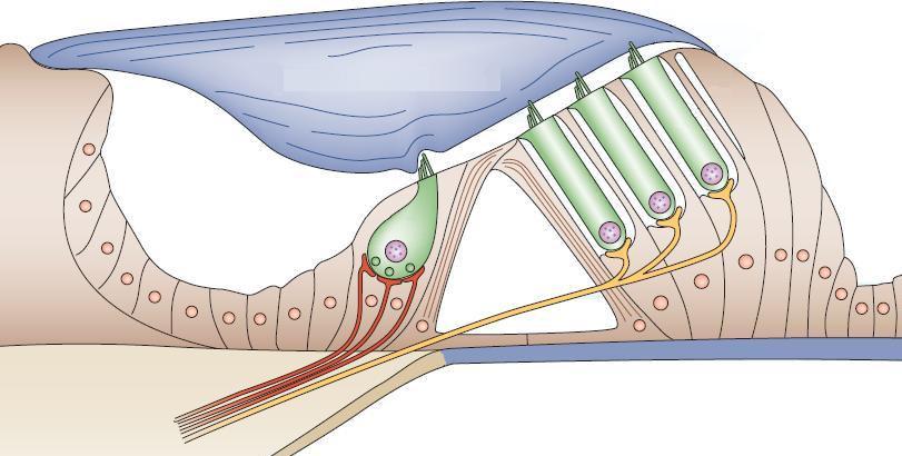 İç saç hücresi İnterdental hücreler Tektoryal membran Dış saç hücreleri Destek hücreleri İşitme sinirleri Baziler membran Şekil -: Korti organı.