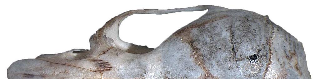 Foramen insisivanın posterior ucu birinci molarlarla aynı hizadadır veya hafif gerisinde sonlanır.