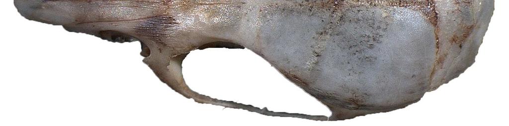 Şekil 4.14 Apodemus flavicollis kafatasının dorsal görünüşü (Örn. No.