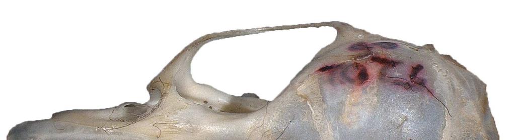 Şekil 4.20 Apodemus mystacinus kafatasının dorsal görünüşü (Örn.
