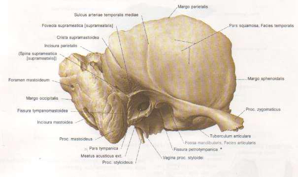 10 n.facialis, n.cochlearis, n.vestibularis superior ve n.vestibularis inferior geçer. Bu deliğin arka kısmında fossa subarcuata ad verilen küçük bir çukur alan vardır.