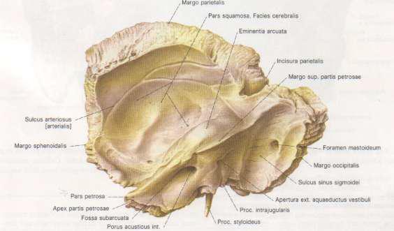 11 Resim 2: Sağ Temporal Kemiğin İçten Görünüşü(9) 2.3. KULAK ANATOMİSİ İşitme organı, denge organı ile birlikte temporal kemik içinde yerleşmiştir. Üç kısımdan oluşur: 1.Dış kulak 2.Orta kulak 3.