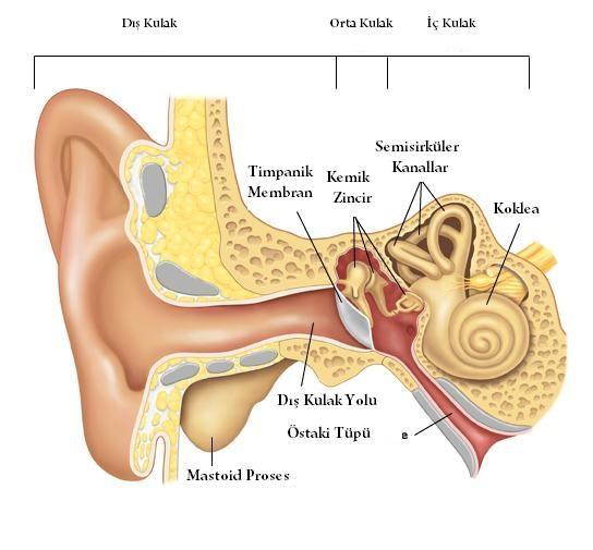 12 Resim 3: Dış,orta ve iç kulak anatomisi (http://medicine.iu.edu/oto dan alınmıştır.) 2.3.1. Dış Kulak Başın her iki yanındaki aurikula ile dış kulak yolundan oluşur.