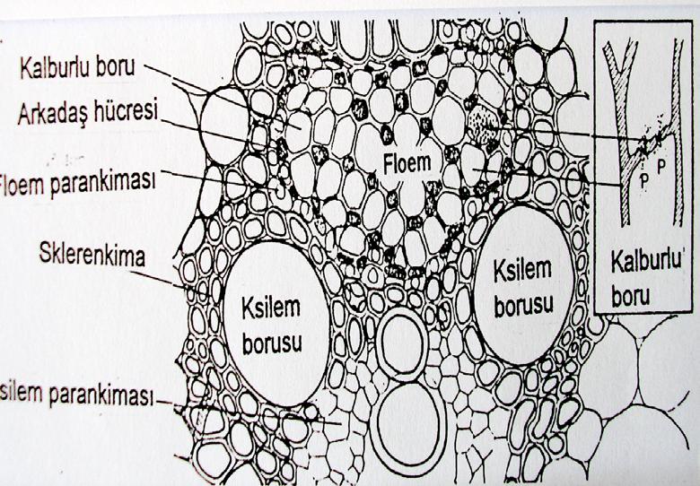 Floemde Taşınım Taşınım prensipleri ve floem