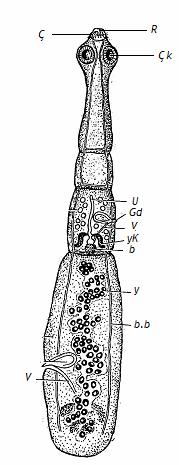 2.3. Morfoloji 2.3.1. Erişkin form E.granulosus boyu 2-6 mm uzunluğunda olup, eni 0,6 mm dir. Vücudu; çengelleri bulunan bir skoleks, boyun ve 3-4 halkadan oluşmuştur (7).