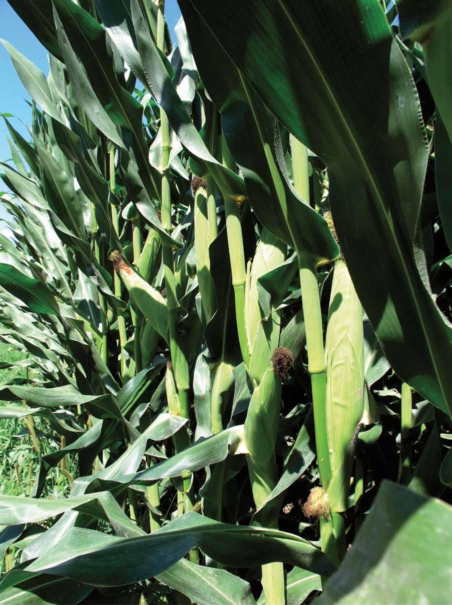 CADIZ Silajlık KULLANIM FAO 700 Önemli özellikleri : Orta-uzun koçan yapısı Yüksek kaliteli silaj Koçanda sıra sayısı Bir sıradaki tane sayısı Hektolitre 1000 dane ağırlığı Bitki boyu Koçan