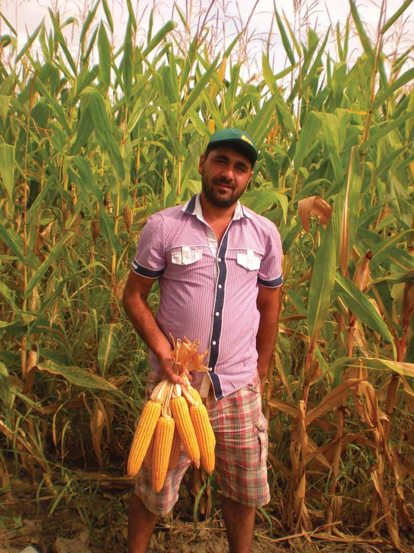 TAVASCAN Çok Amaçlı : DANELIK / SİLAJLIK FAO 650 Önemli özellikleri : İri koçan yapısı Yüksek kaliteli silaj Koçanda sıra sayısı Bir sıradaki tane sayısı Hektolitre 1000 dane ağırlığı Bitki boyu