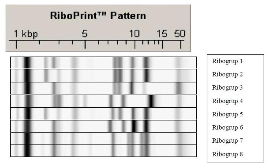 Ribotiplendirme u çalışma, hem klasik tanımlamanın doğrulanması hem de ribotiplendirme için S. aureus izolatına otomatik riboprinting uygulanmıştır.