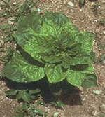 Fotoğraf 4.1: Helianthus bitkisinde görülen rhizopus ve mildiyö Hastalıklar Ayçiçeği Mildiyösü Ayçiçeğinin en önemli mantari hastalıklarından biridir. Etmeni Plasmopora Helianthi Novat tır.