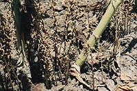 Zararlılar Makaslı Böcek (Lethrus brachiicollis Fairm) Daha çok ayçiçeğinin çıkış, çimlenme döneminde zarar yapar. Fideleri toprak üstünden yiyerek keser.