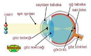 Gözün ağ tabakasında yutulan ışık, tepkiler meydana getirir ve bunlar görme merkezine iletilir.