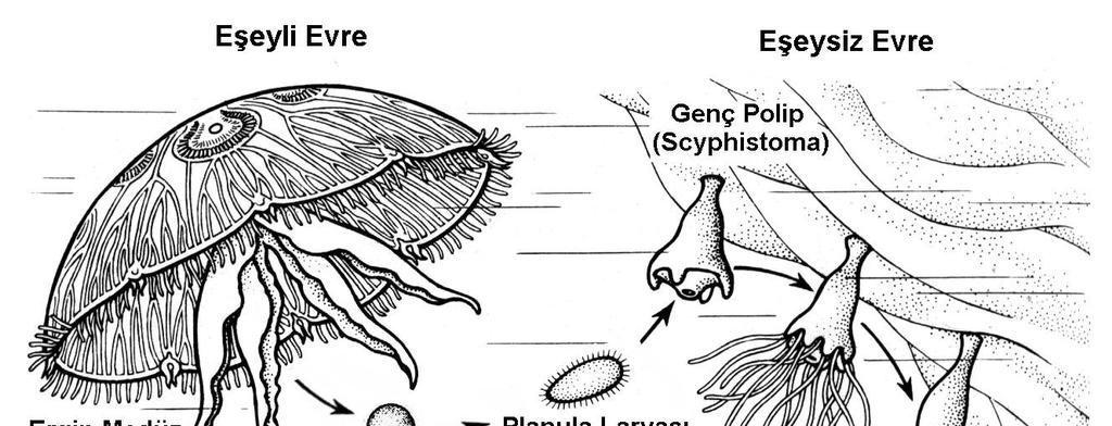 Classis 2: Scyphozoa Ordo 3: Semeostomeae Aurelia aurita (Adi Deniz Anası) Yaşam döngüsünde Planula larvasından sonra Polip formu gelişir, Polip
