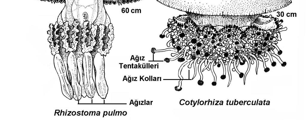 Classis 2: Scyphozoa Ordo 4: Rhizostomeae Rhizostomeae üyelerinde,tentakül bulunmaz. Derin olan umbrella bir şapkalı mantarı andırır.