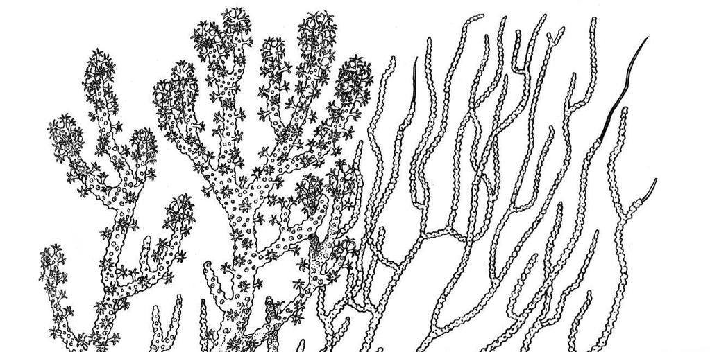 Classis 3: Anthozoa Subclassis 1: Octocorallia (=Alcyonaria)