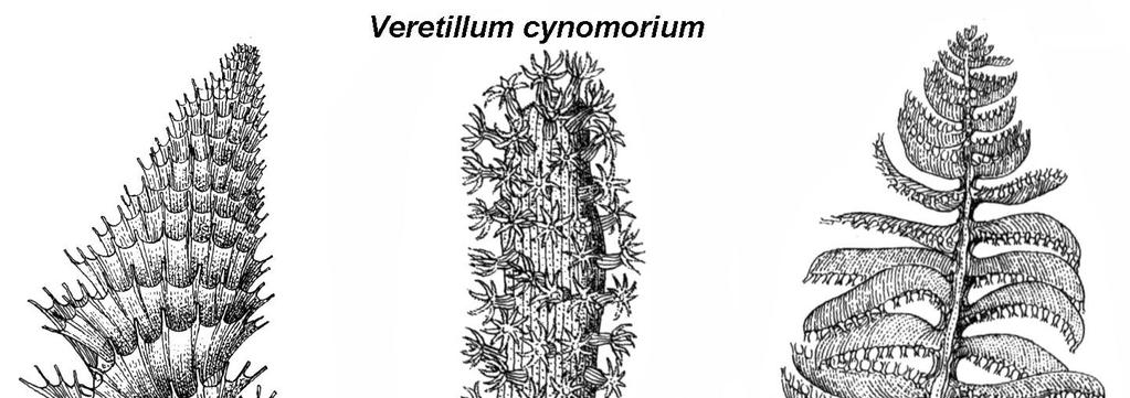 Classis 3: Anthozoa Subclassis 1: Octocorallia (=Alcyonaria) Ordo 4: Pennatulacea ( Deniz